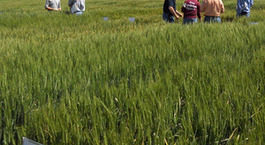 Large variety trials