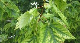 Large acerrubrum
